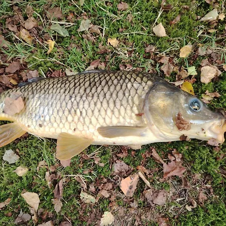 Lakeside Sourdeval
